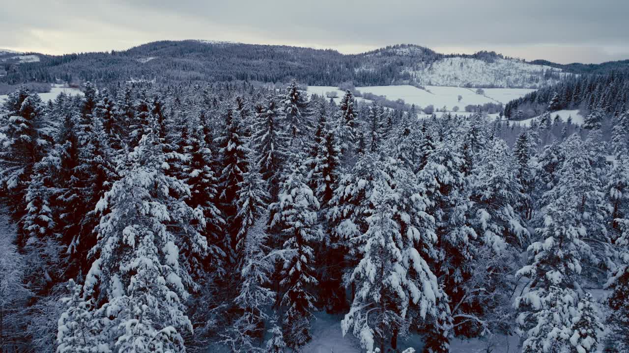 挪威冬季山林中的雪松。-航拍视频素材