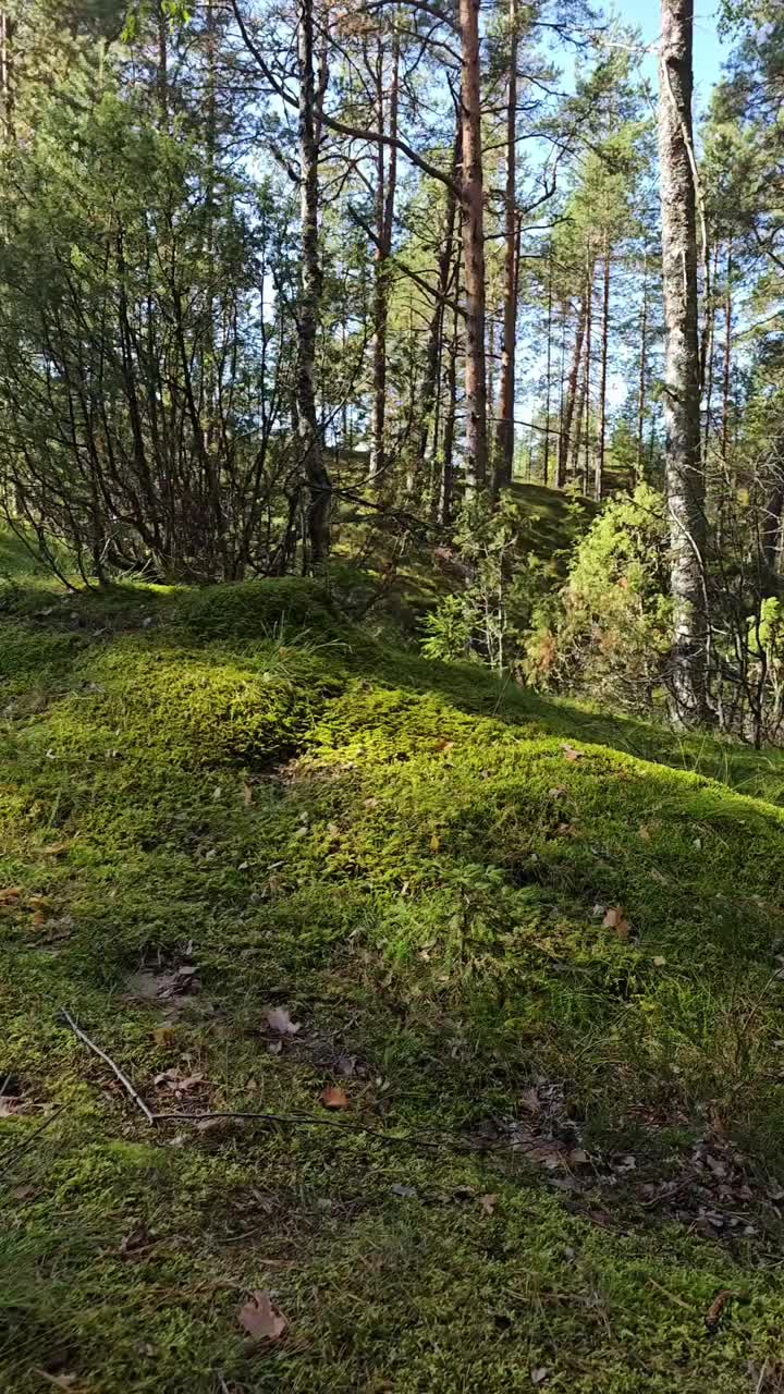 走在秋天的森林里，苔藓和愈伤莲，普通石南，铃，或简单的石南，开花植物视频素材