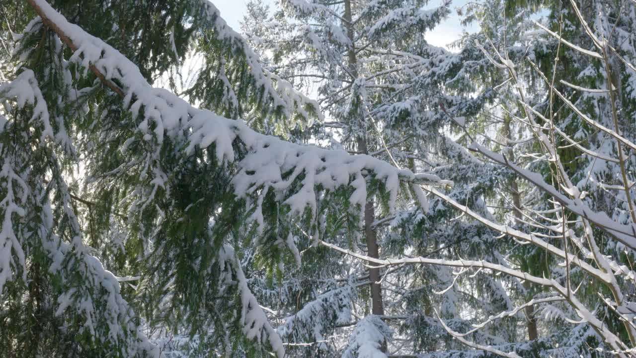 欧洲森林里被雪覆盖的树枝。实时的，没有人视频素材