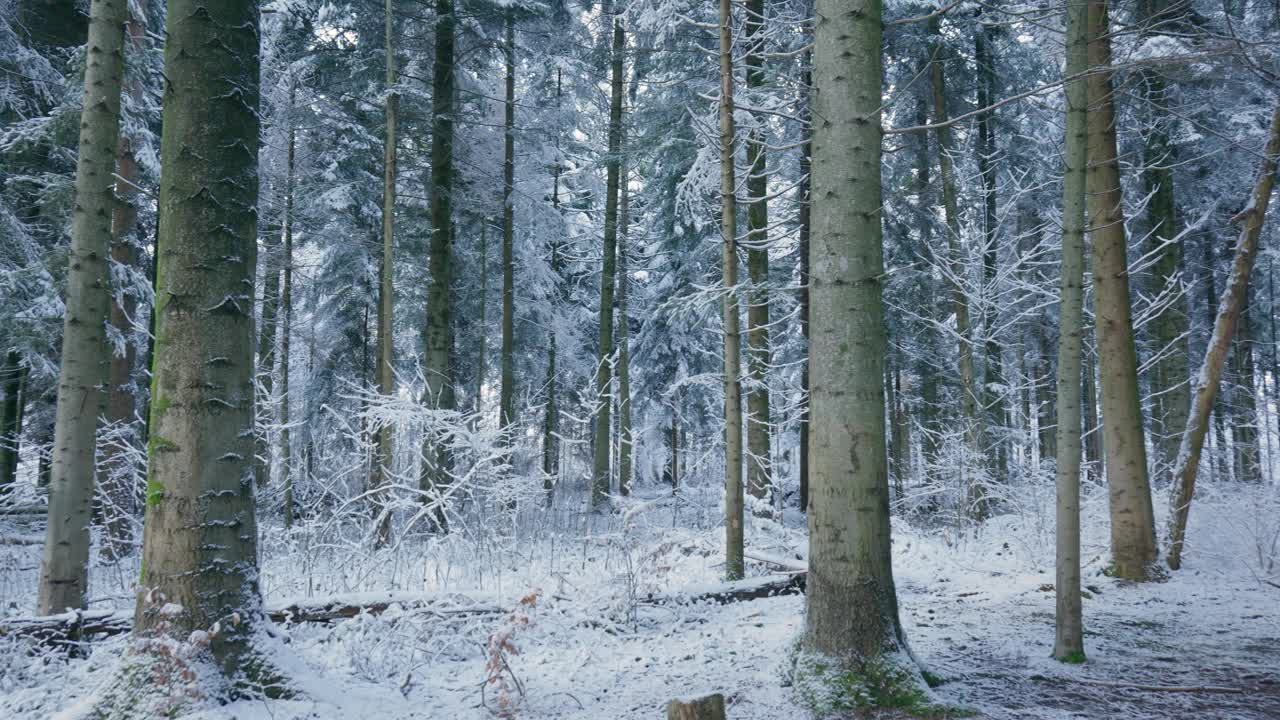 雪覆盖了欧洲森林中的高大树木。实时的，没有人视频素材