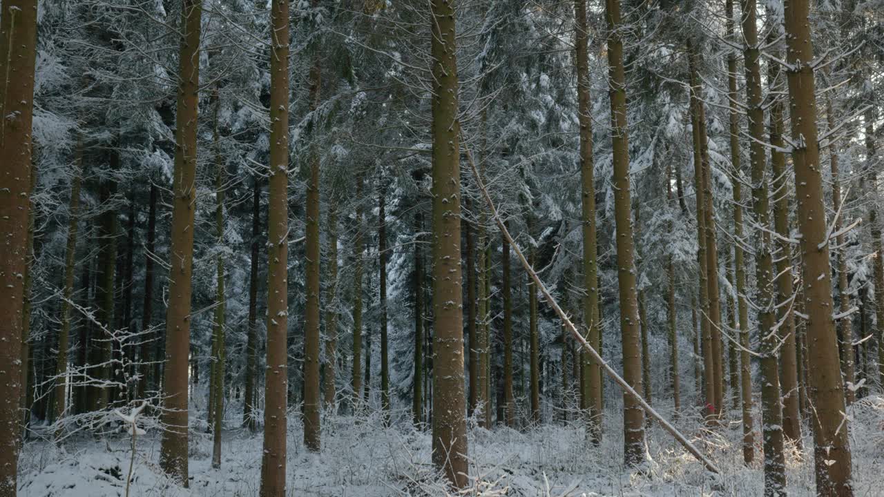 雪覆盖了欧洲森林中的高大树木。实时的，没有人视频素材