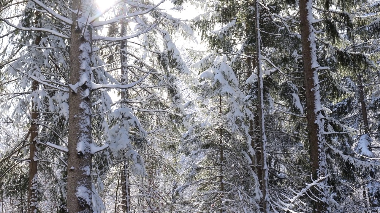 欧洲森林里被雪覆盖的树枝。实时的，没有人视频素材