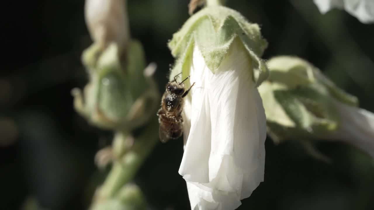 蜀葵花，一只被花粉覆盖的蜜蜂正在从花中采集花蜜视频素材