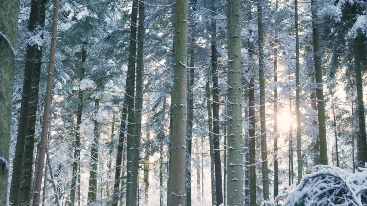 雪覆盖了欧洲森林中的高大树木。实时的，没有人视频素材