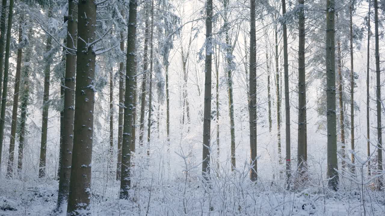 雪覆盖了欧洲森林中的高大树木。实时的，没有人视频素材