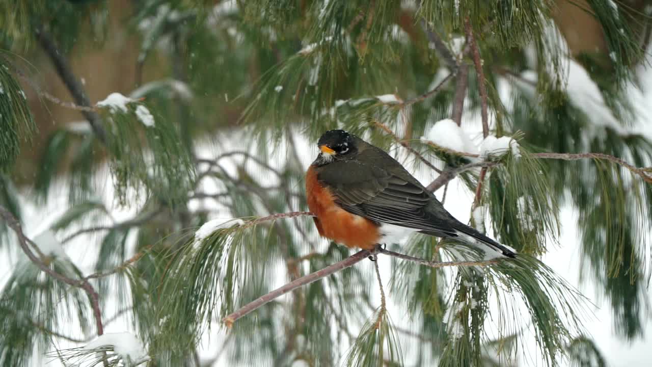 一只美国知更鸟在冬天的暴风雪中站在树上视频素材