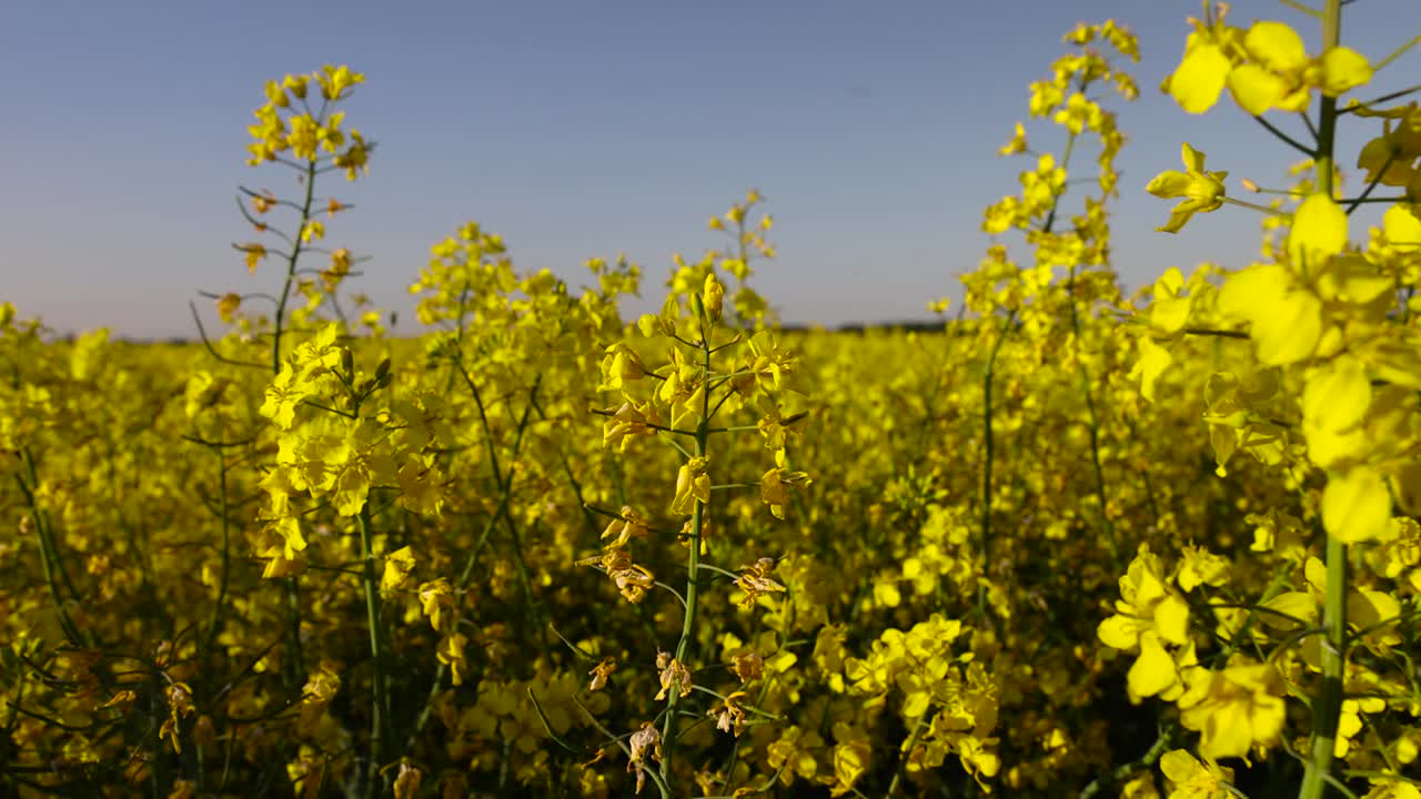 油菜地，油菜地春天开着黄色花的油菜地视频素材