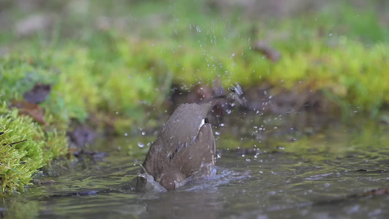 画眉沐浴(Turdus philomelos)视频下载