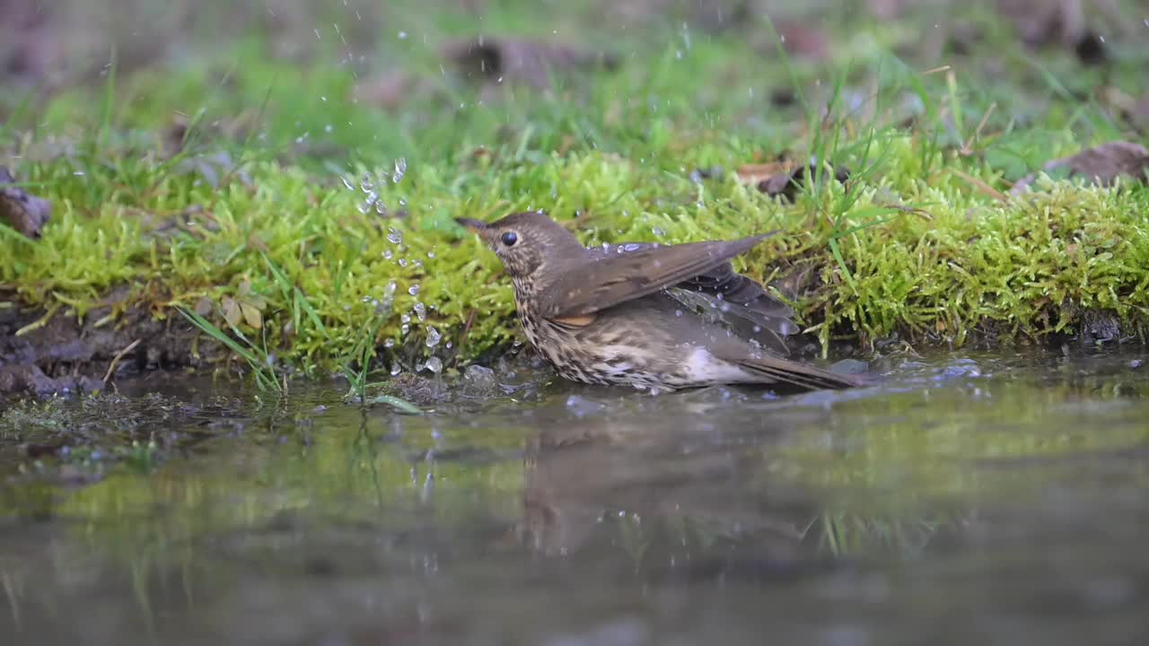 画眉沐浴(Turdus philomelos)视频素材