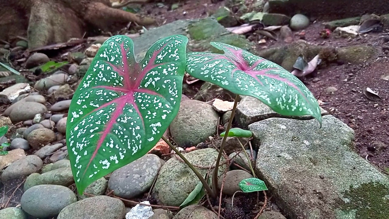 心形芋头叶视频素材