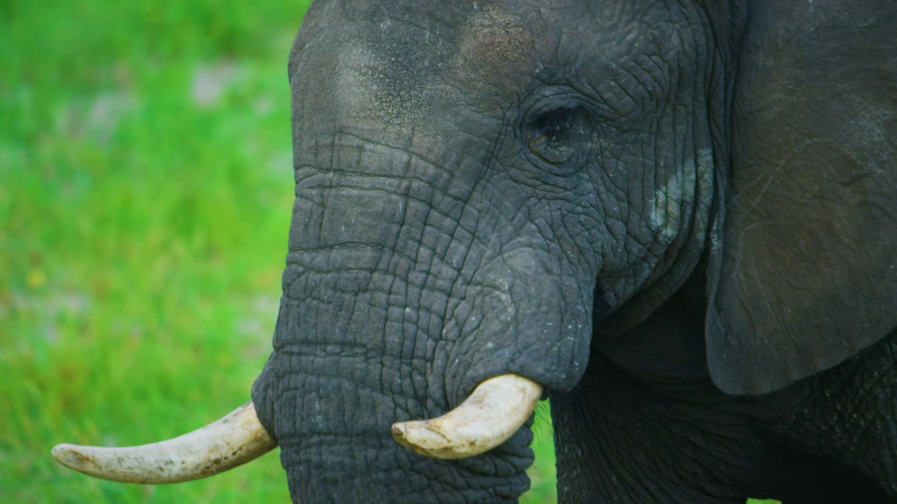 南非，博茨瓦纳，一只站在河里的小象(Loxodonta africana)特写视频素材