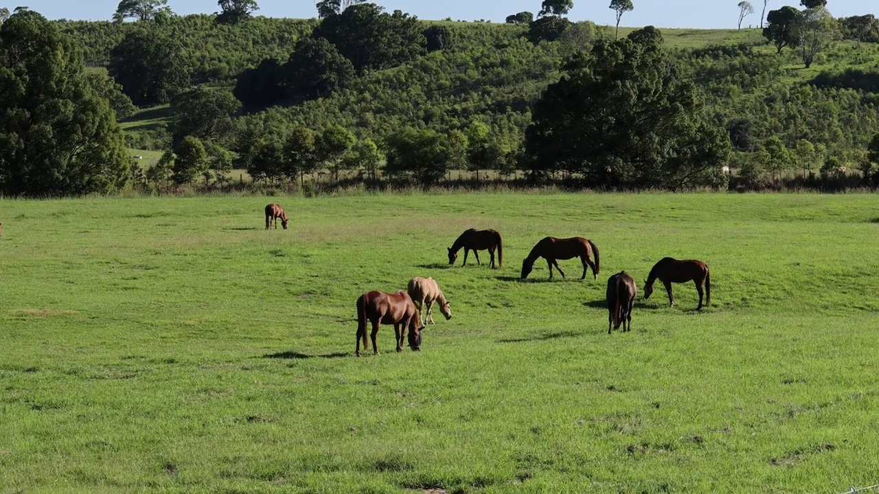 Horses Grazing Peacefully in Pasture视频素材