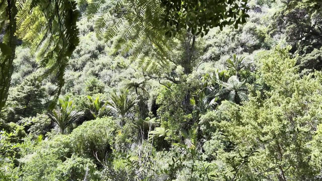 国家公园里的新西兰本土植物群视频素材