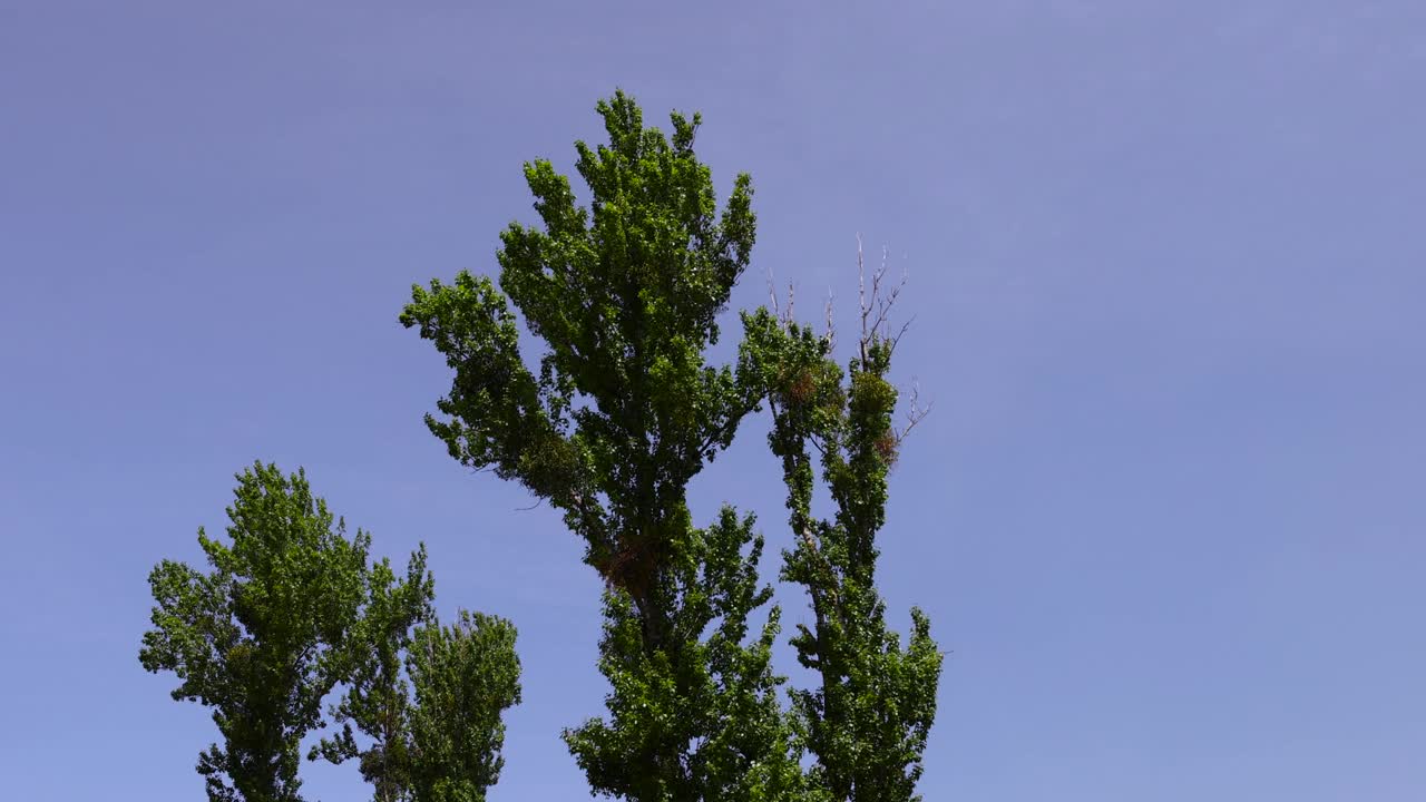 夏天高大的酸橙树映衬着蓝天视频素材