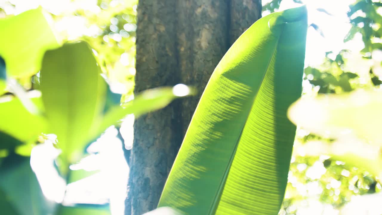 芭蕉叶随风飘动视频下载