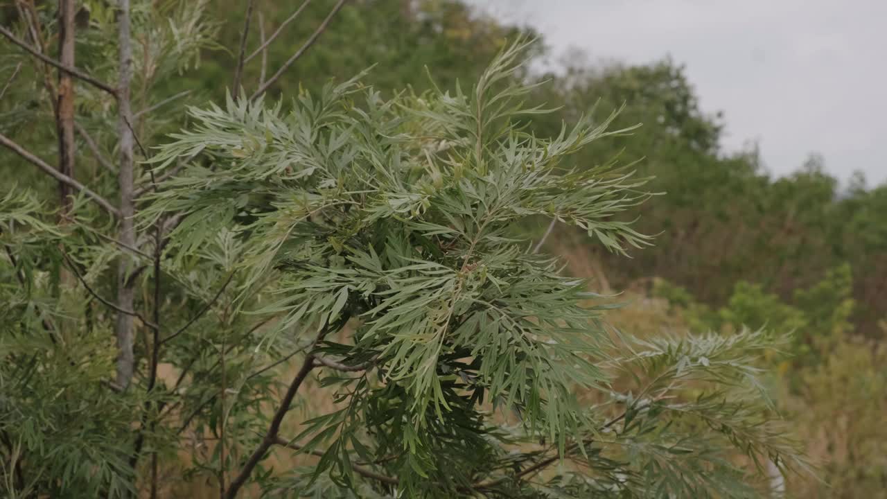 自然疗法。视频下载