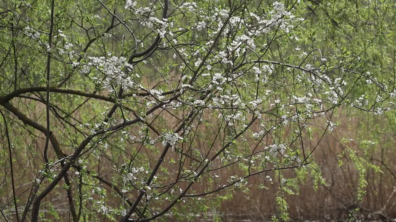 开满鲜花的树枝。春天樱花盛开。梅子和樱桃白色小花繁茂的枝头。近距离视频素材