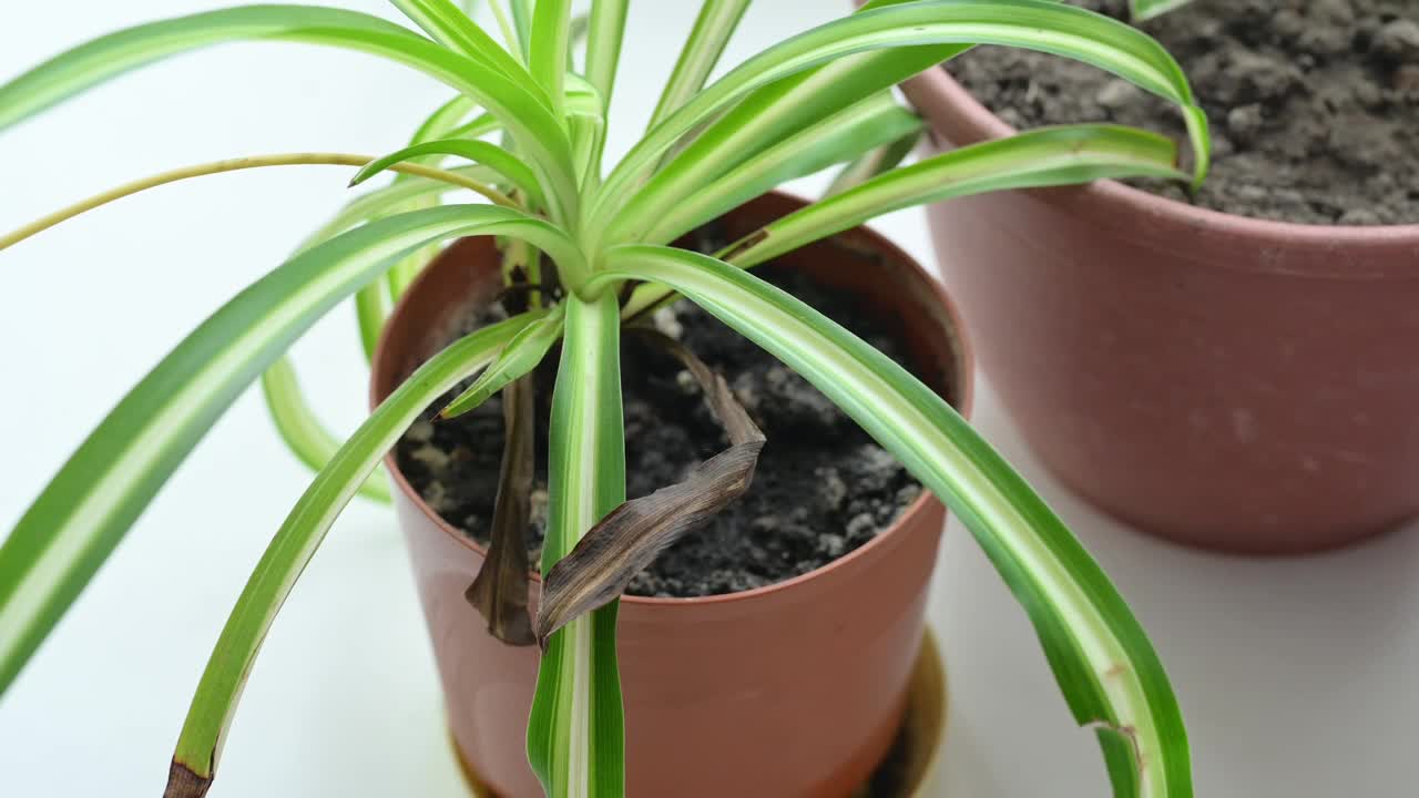 照料室内植物。清除温室植物的干叶子。有选择性的重点视频下载