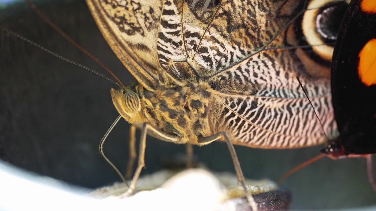 大闪蝶(Morpho menelaus)进食时的腹部视频素材