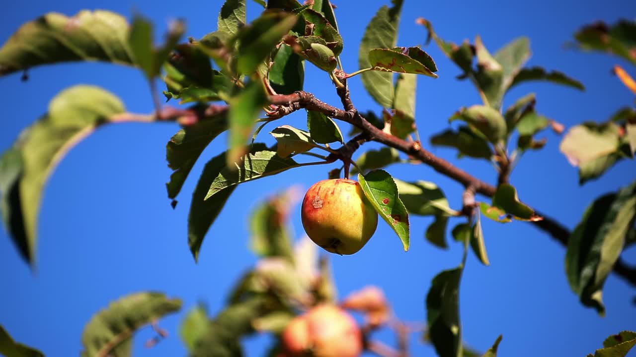 苹果树枝上熟透的苹果特写。视频下载