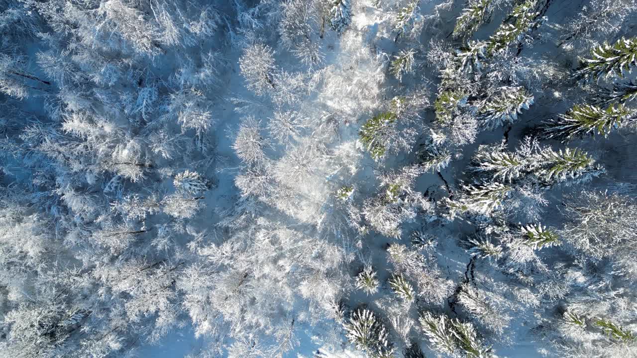 鸟瞰白雪覆盖的冷杉树视频下载