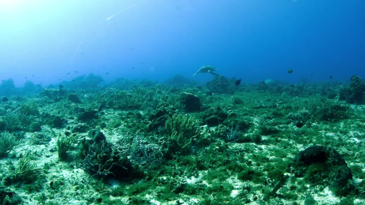 科苏梅尔岛水下的海龟视频素材