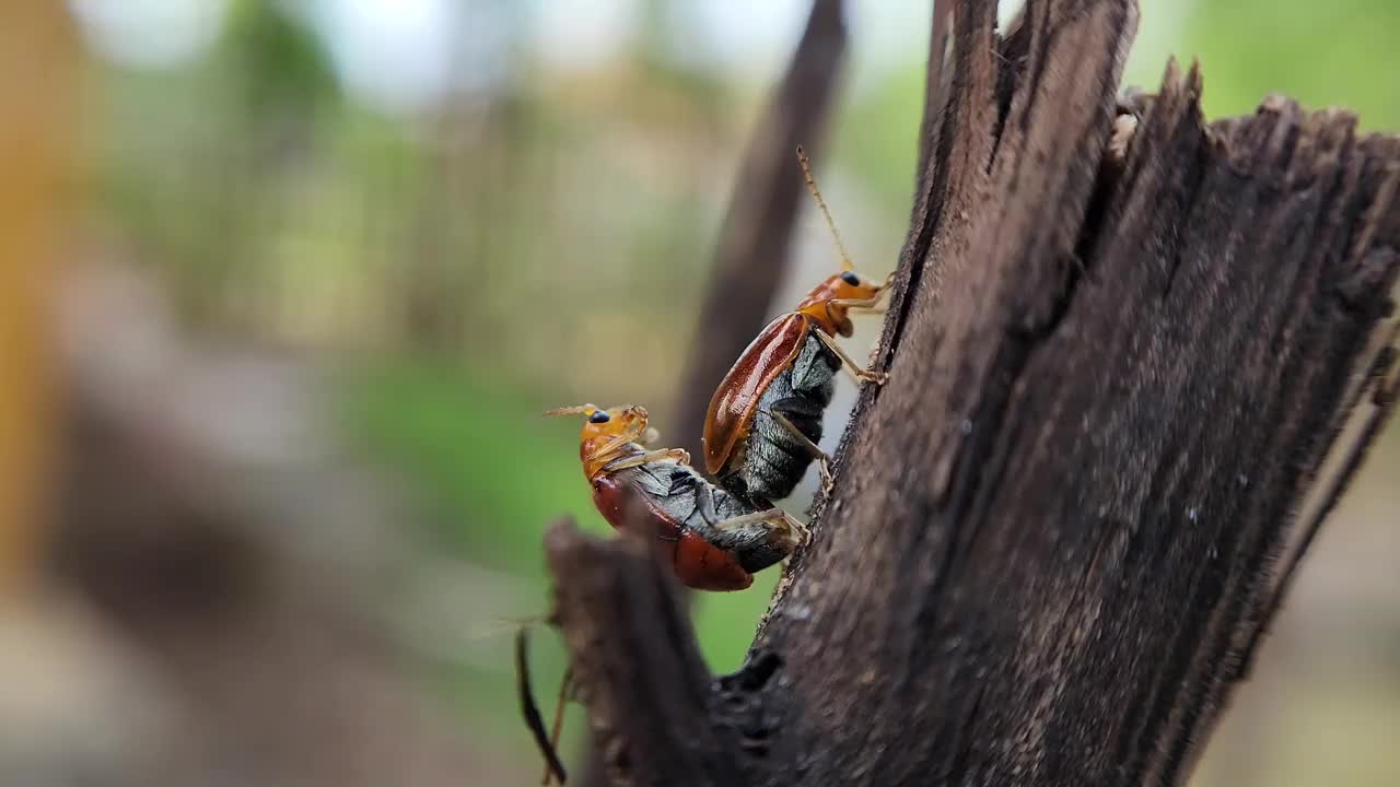 Aulacophora femoralis。交配的甲虫视频下载