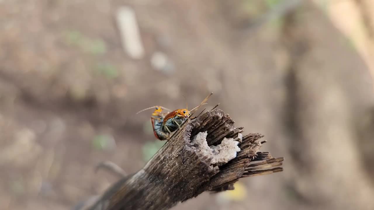 Aulacophora femoralis。交配的甲虫视频素材