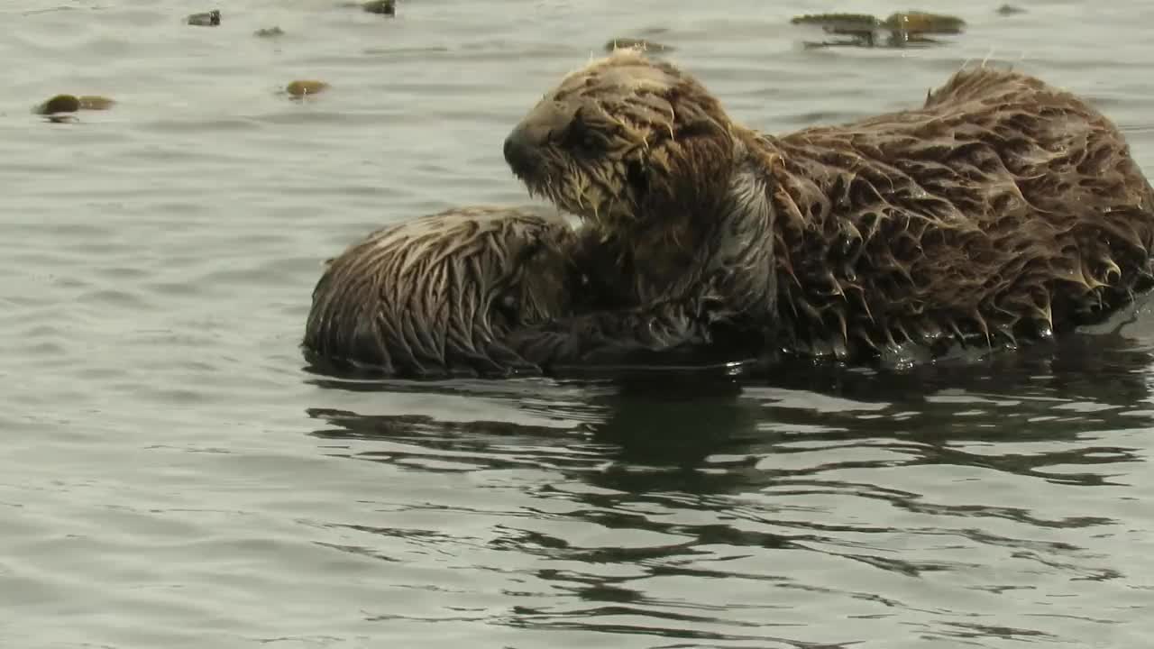 加州的海獭视频素材