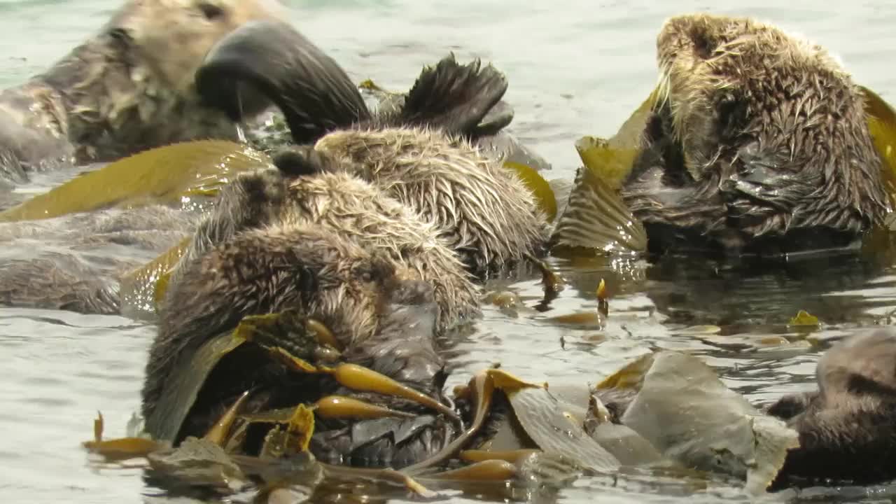 加州的海獭视频下载