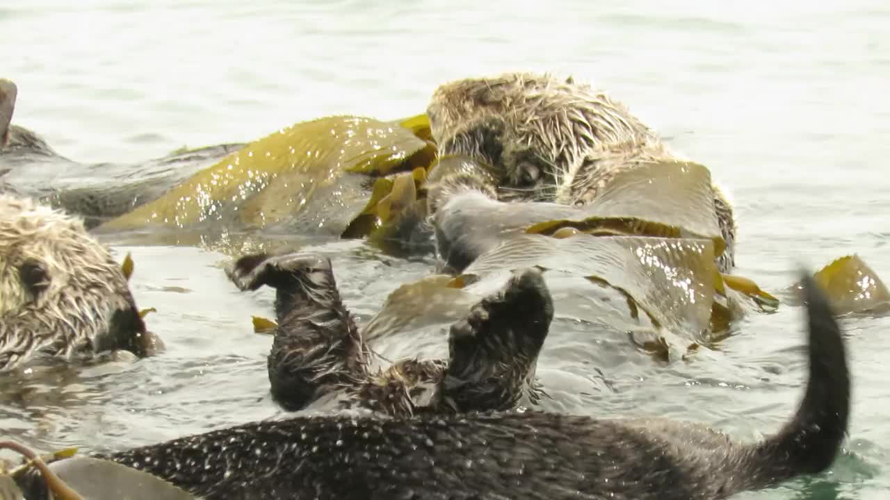 加州的海獭视频下载