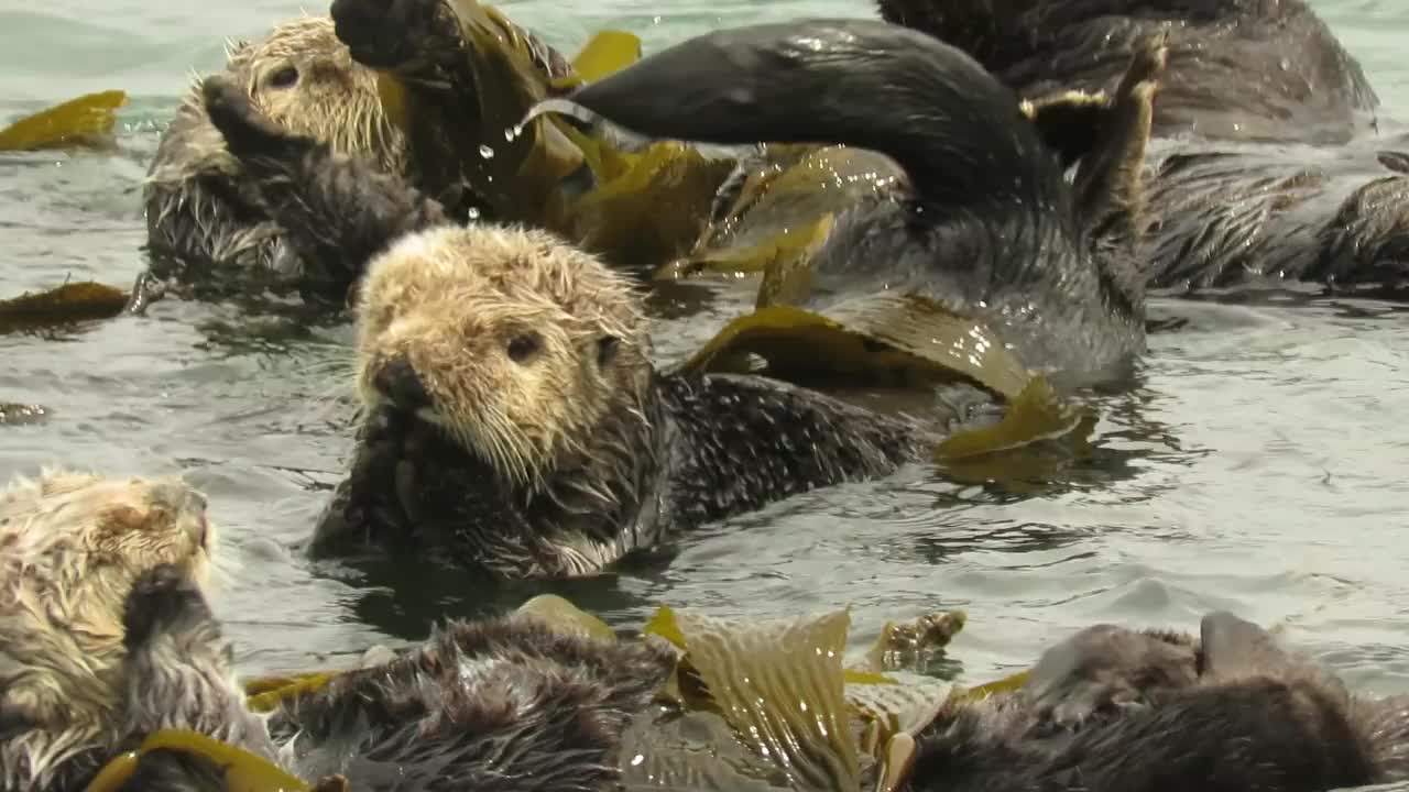 加州的海獭视频素材