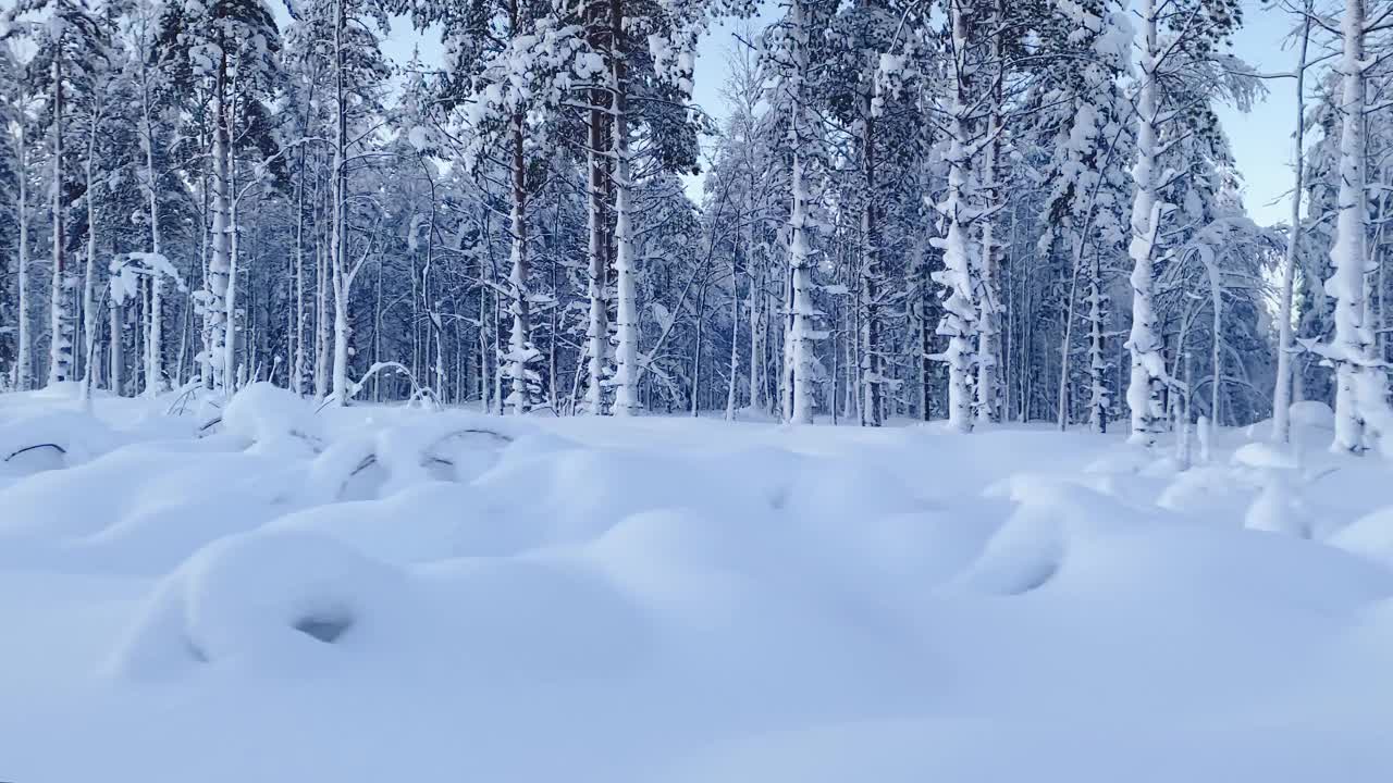 冬季雪景从快速移动的雪橇。芬兰，拉普兰森林视频素材