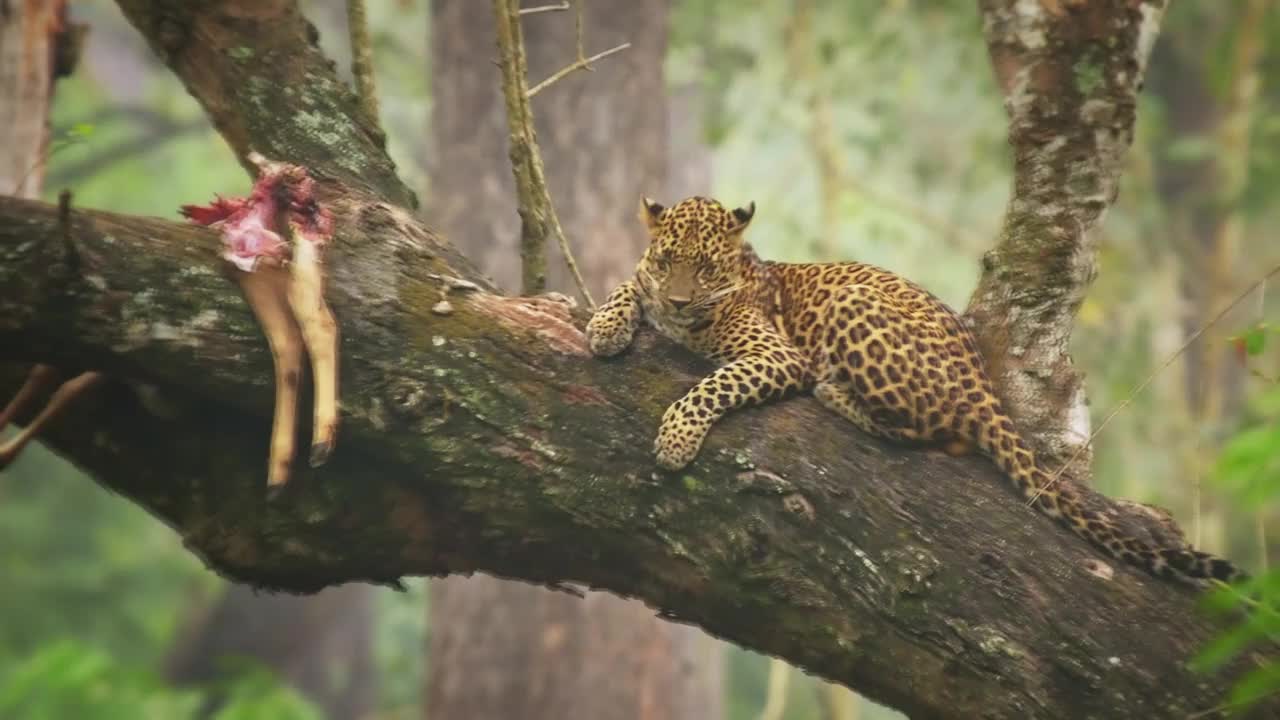 豹，印度的大斑点黄猫，豹属猫科动物科，在Nagarhole老虎保护区的树冠上的肖像，躺在树枝上休息视频下载