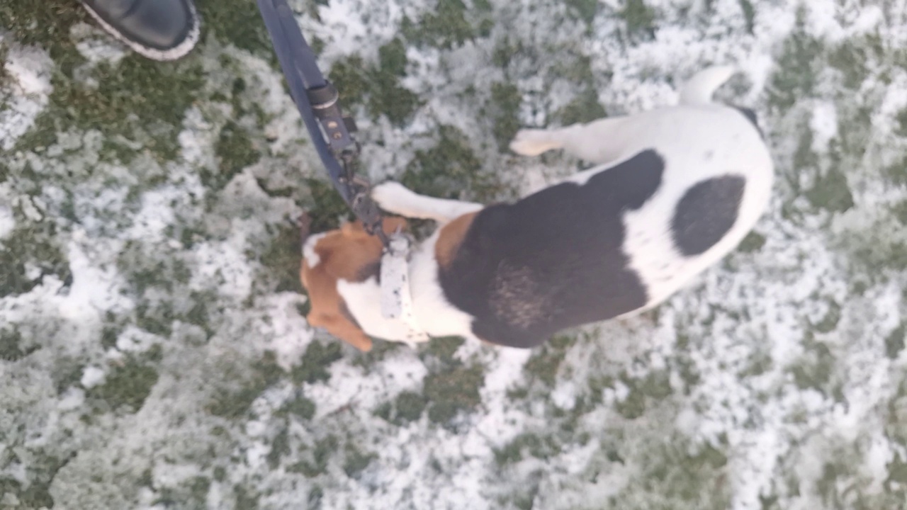 拴着皮带的狗在散步。狗和主人在雪地上散步。小猎犬在散步时开心地嗅着。模糊的观点。视频素材