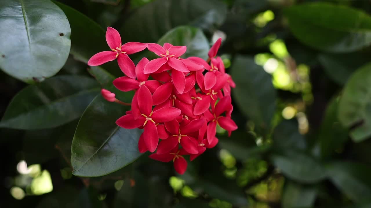 盛开的红色伊克索拉花特写视频素材