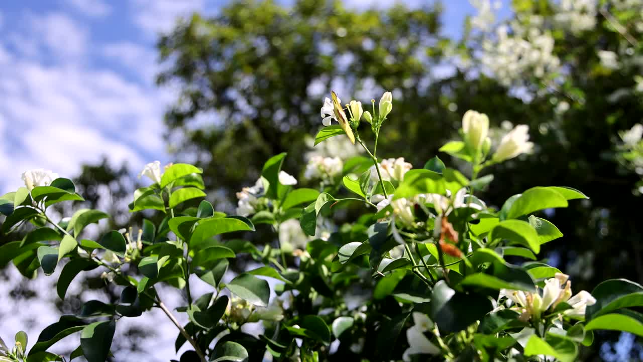 春风里花开的树视频素材