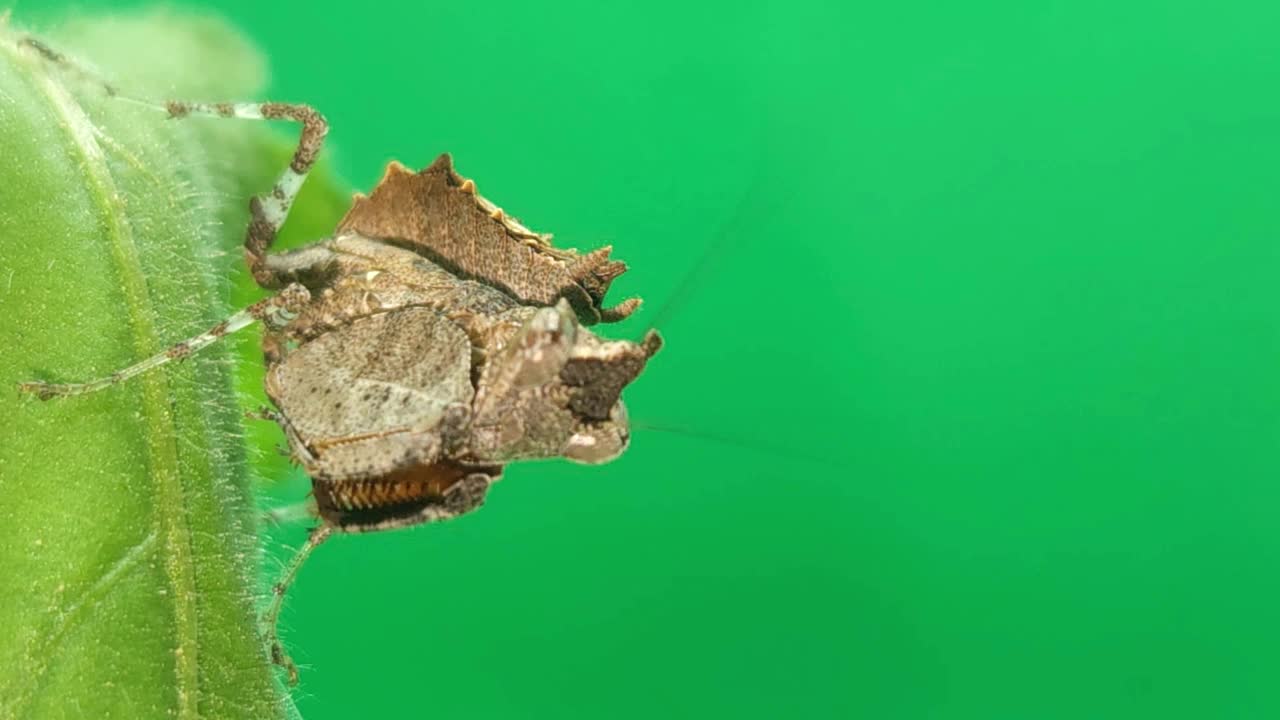 可爱的印度伪装螳螂(螳螂)昆虫孤立在绿色背景。视频素材