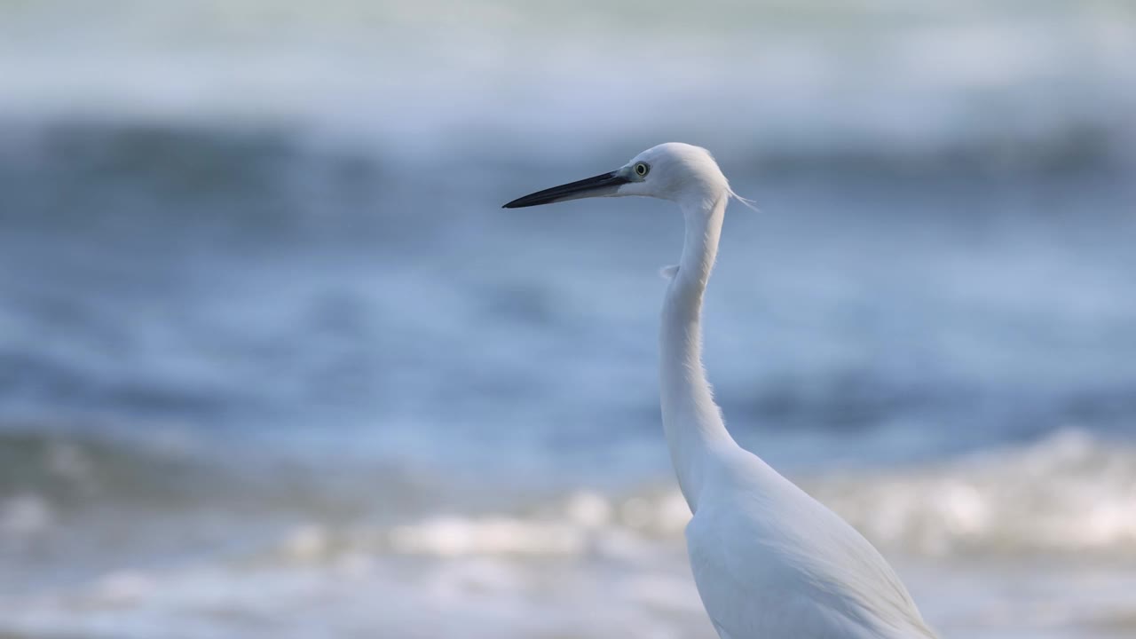 随着时间的流逝，海边的白鹭视频素材