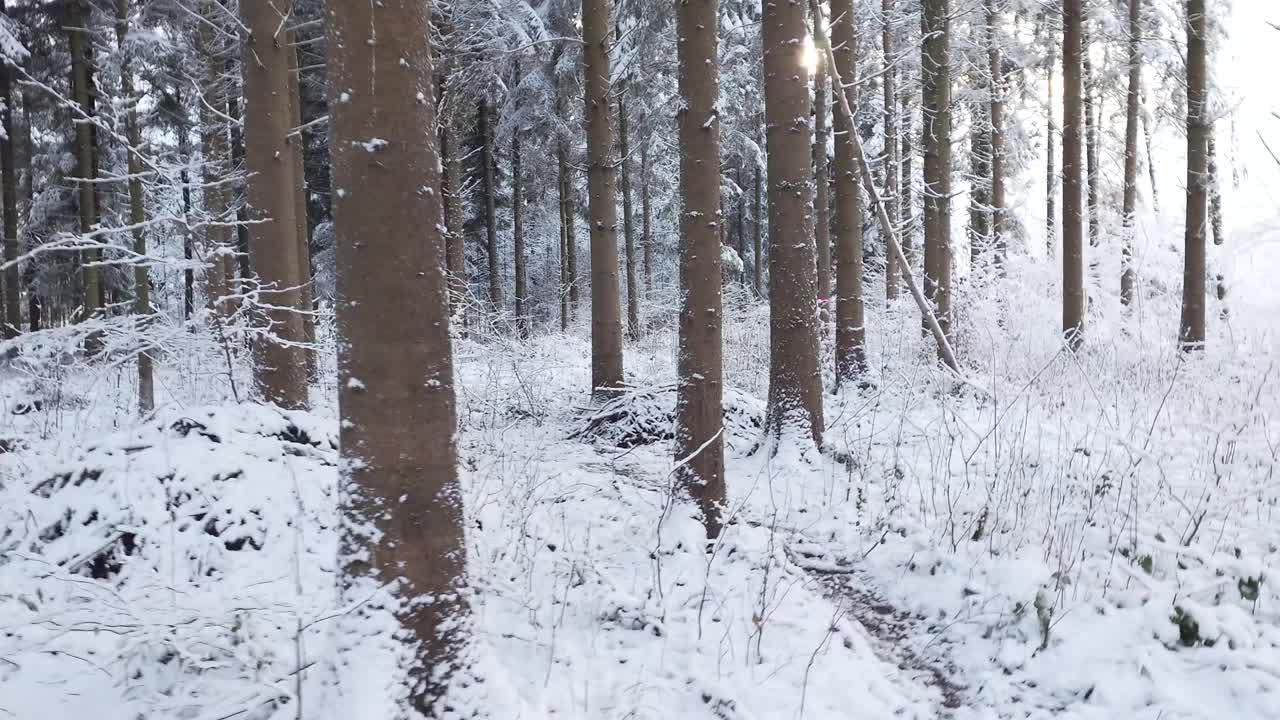 慢悠悠地走过欧洲一片白雪覆盖的森林。实时的，没有人视频素材