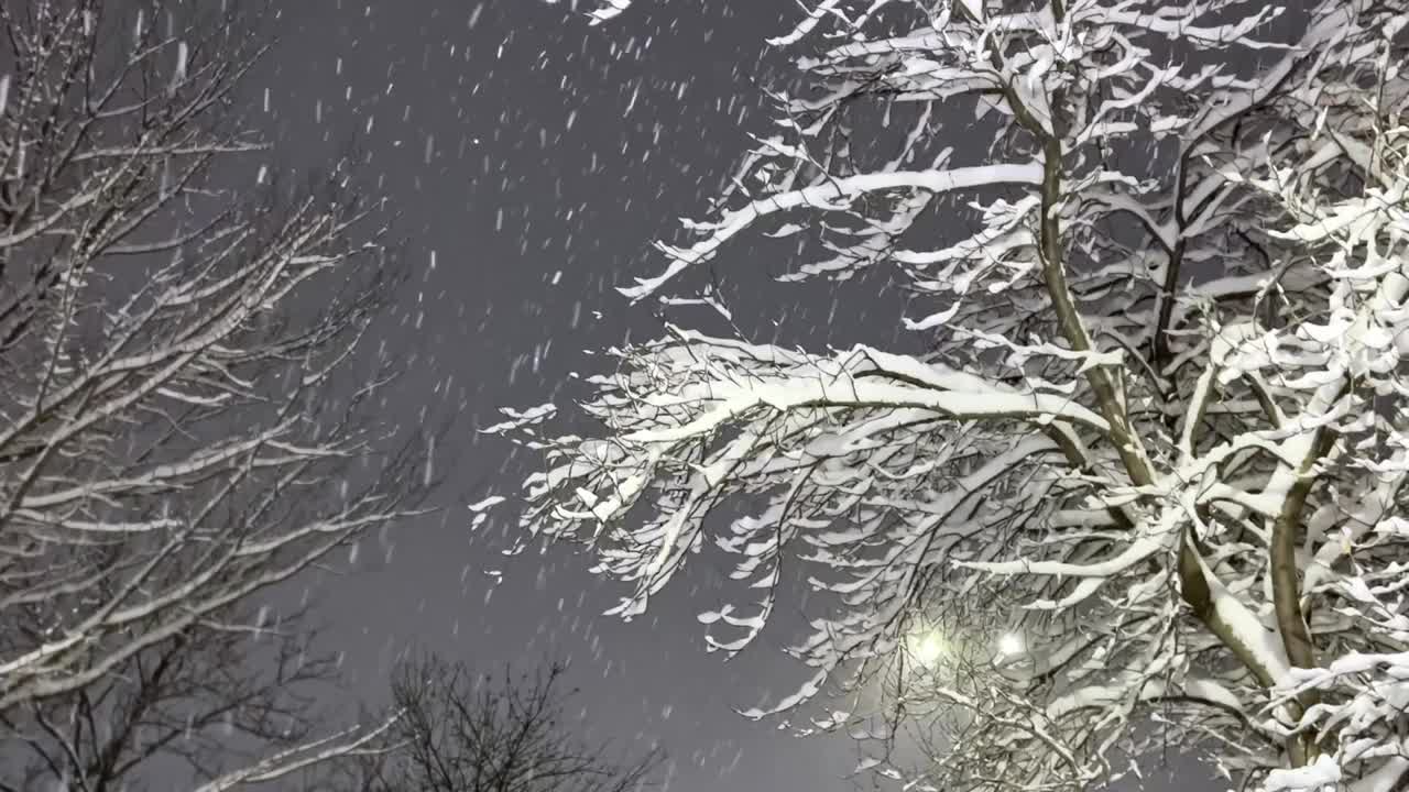 傍晚有雪。雪花一片片飘落，背景是黑色的天空和树木。视频下载