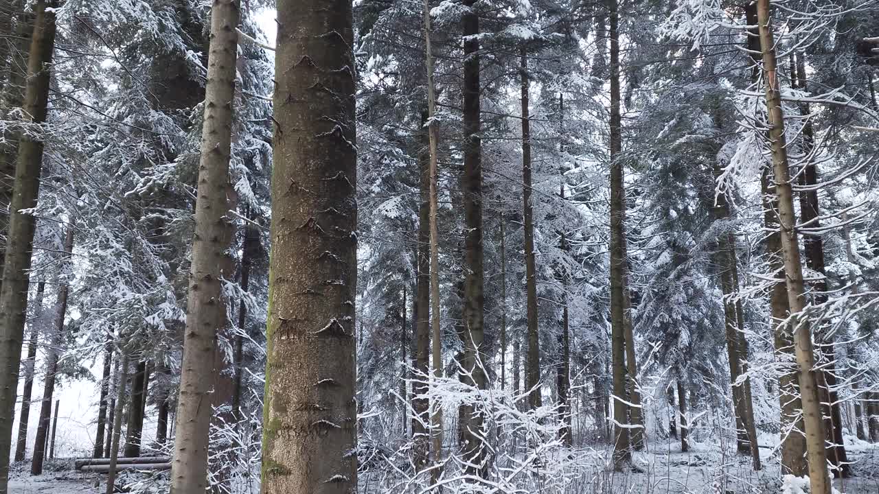 雪覆盖了欧洲森林中的高大树木。实时的，没有人视频素材