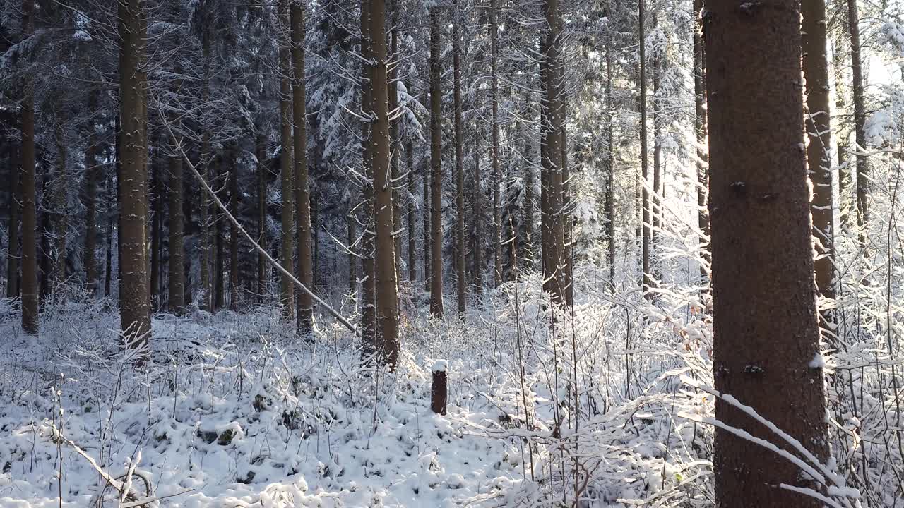 雪覆盖了欧洲森林中的高大树木。实时的，没有人视频素材