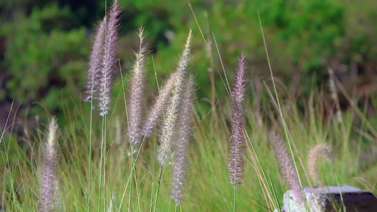 草被风吹花视频素材