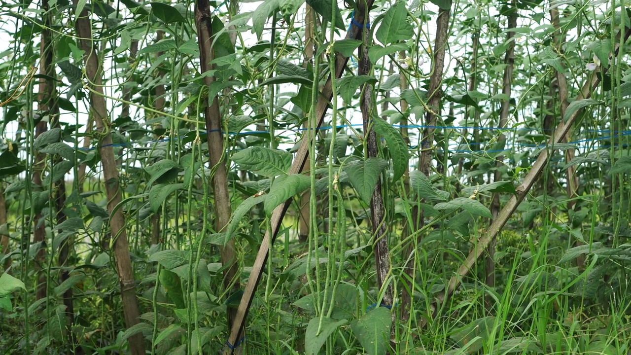 野地里的蜈蚣草视频素材