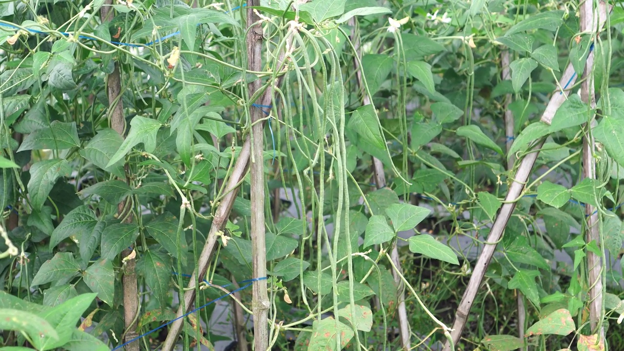 野地里的蜈蚣草视频素材