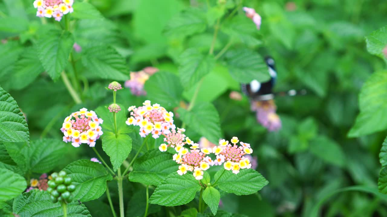 花上的波莲视频素材