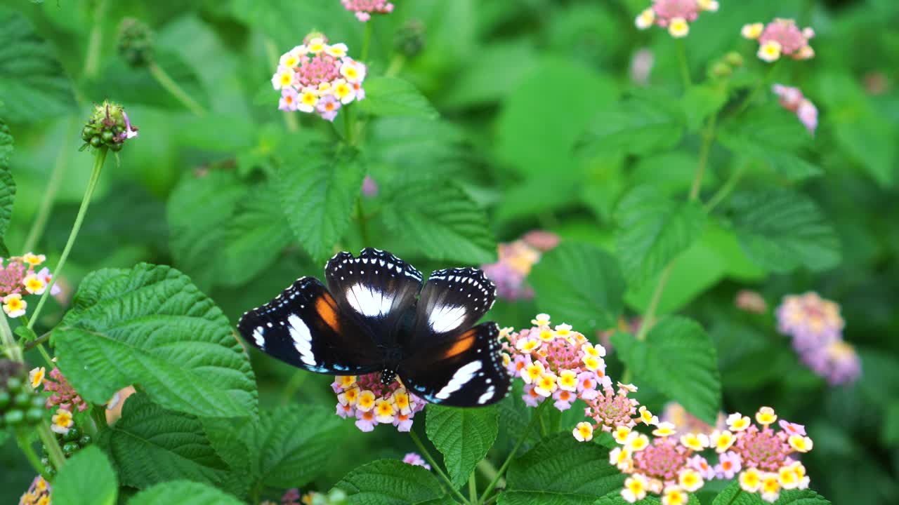 花上的波莲视频素材