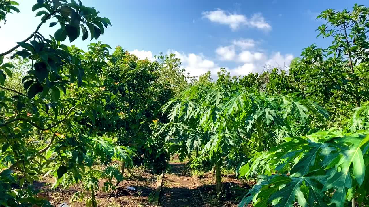 清晨的花园里有各种各样的植物视频下载