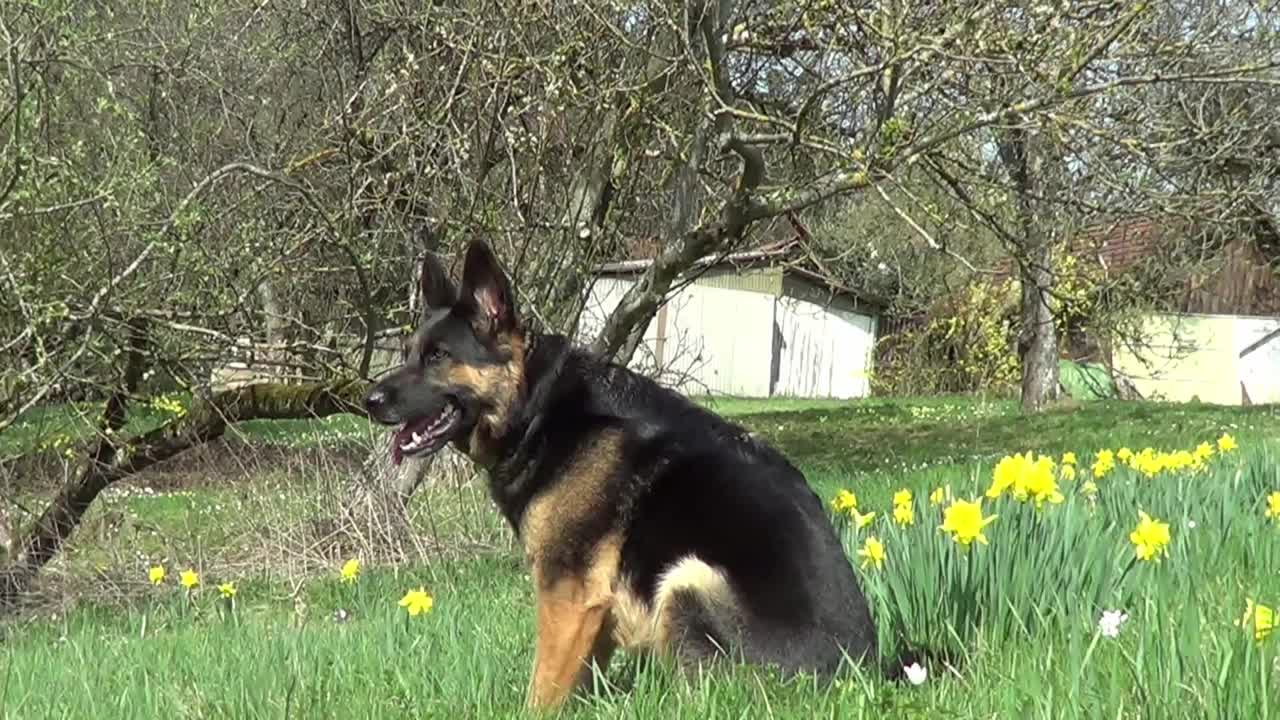 草地上的黑色德国牧羊犬视频素材